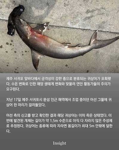 ㅋㅋㅋㅋ한국에서 귀상어 발견이맞나??