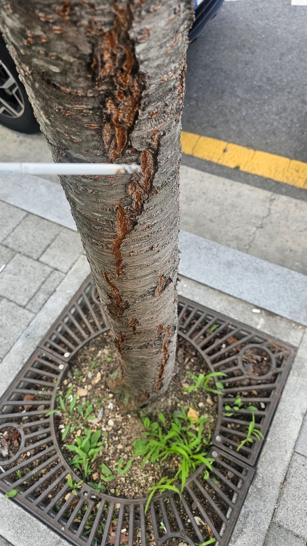 담타 가자