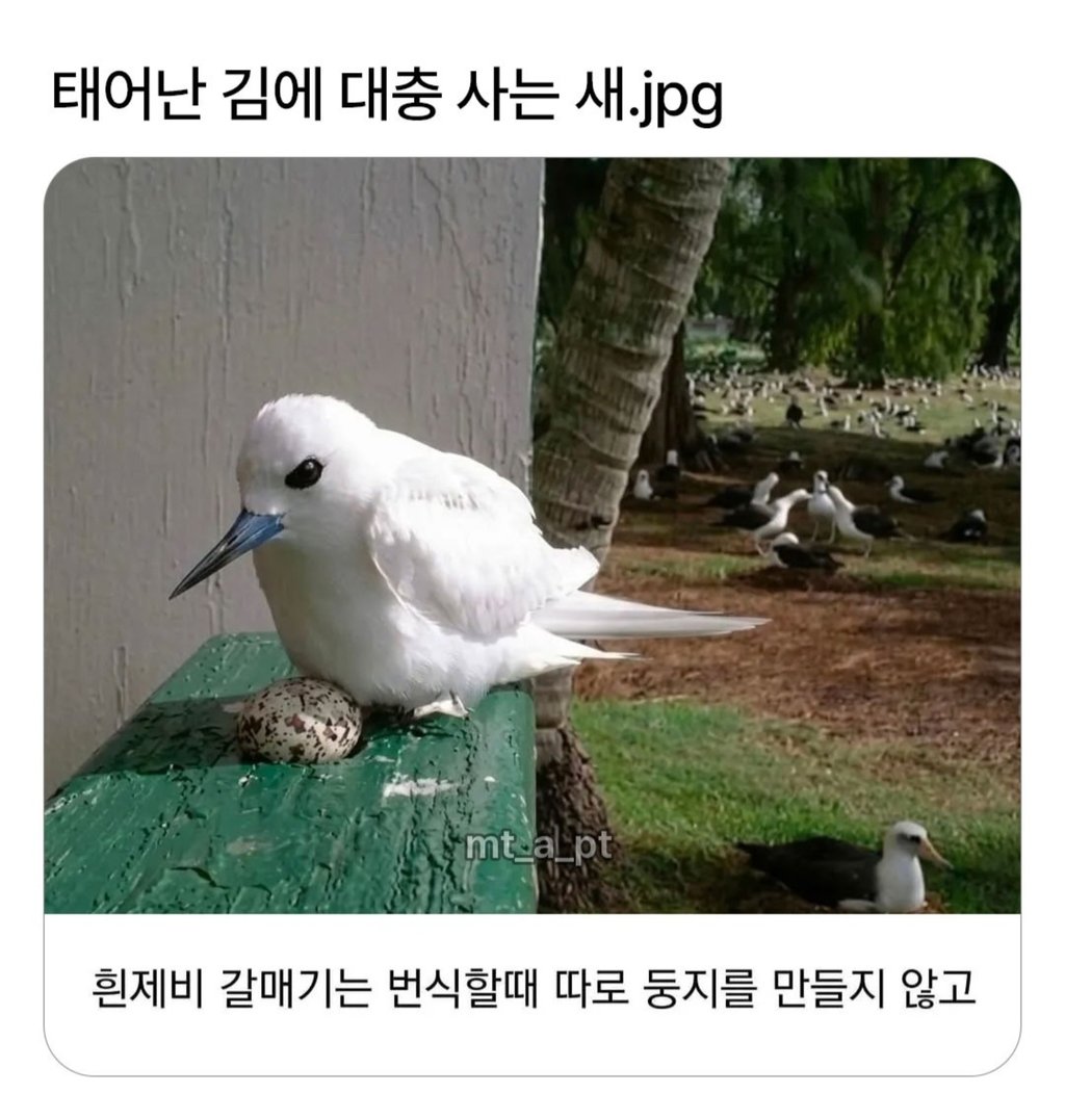 태어난김에 대충 사는 새 ㅋㅋㅋ 1