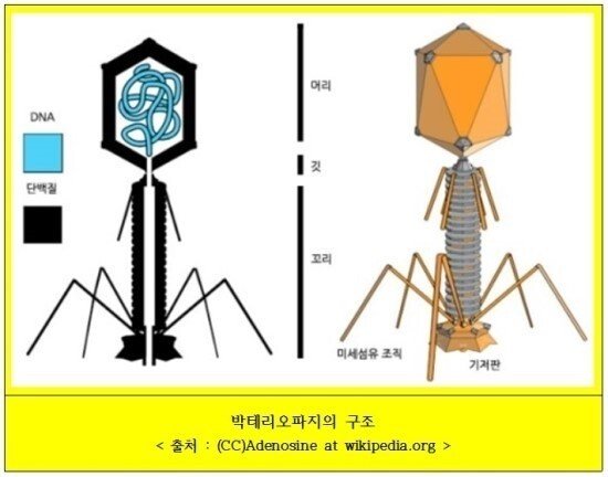 외계 생명체 비주얼을 가진 미생물 4