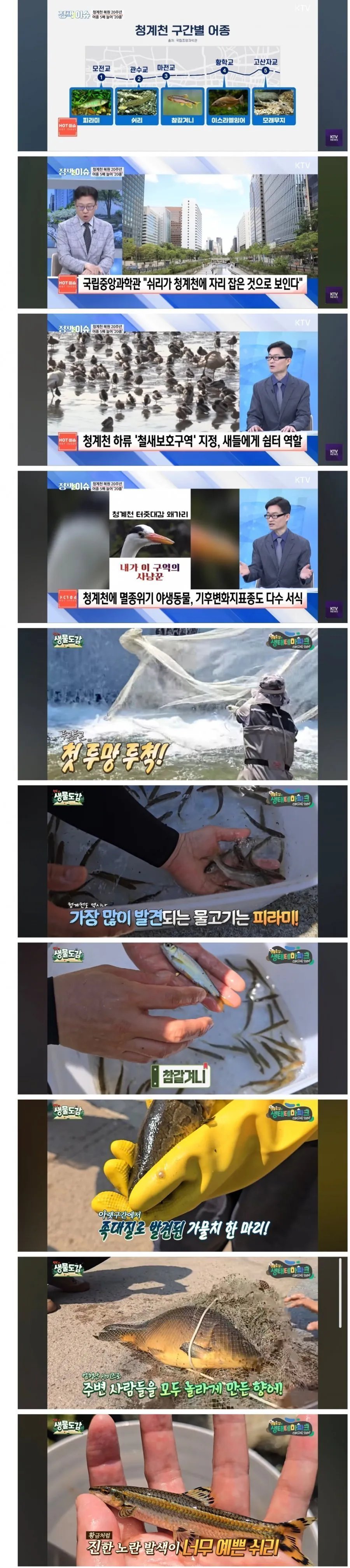 요즘 청계천 근황 ㄷㄷㄷㄷㄷ