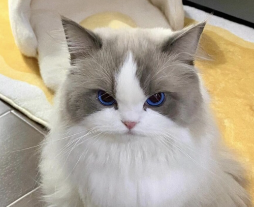 오씨 화력 바사삭됐누