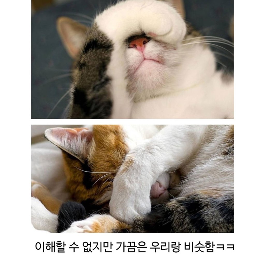 집사들이 환장하는 고양이의 매력중하나 4