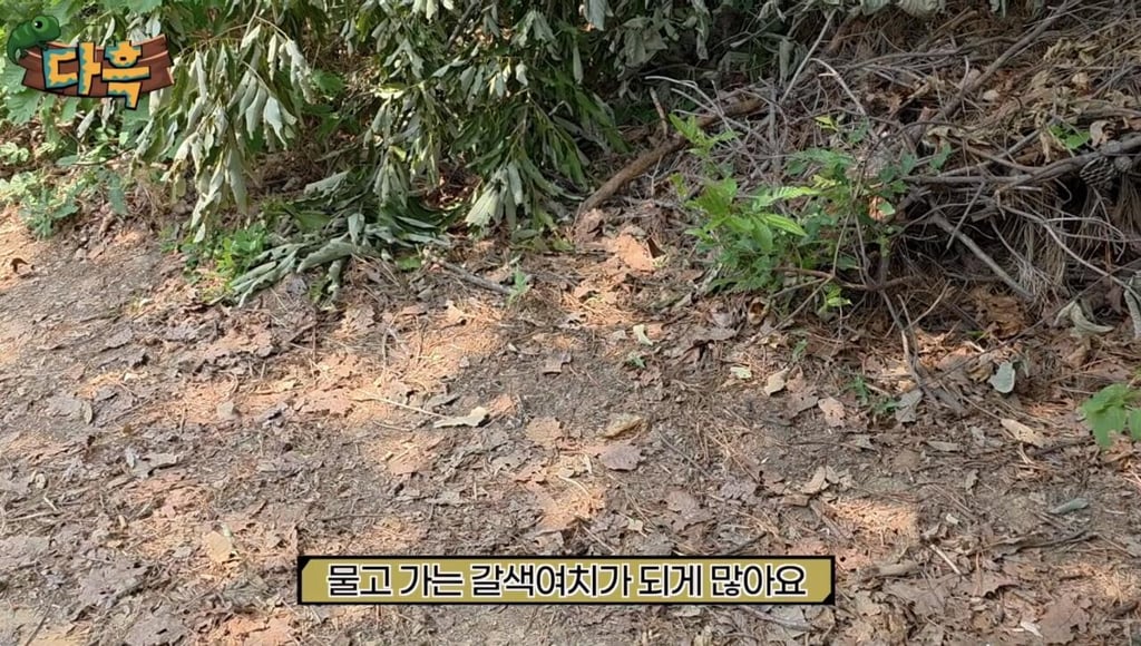 해충 갈색여치 확산 원인 7