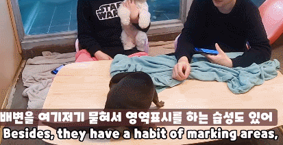 영역표시 ㅈ같이 하는 수달
