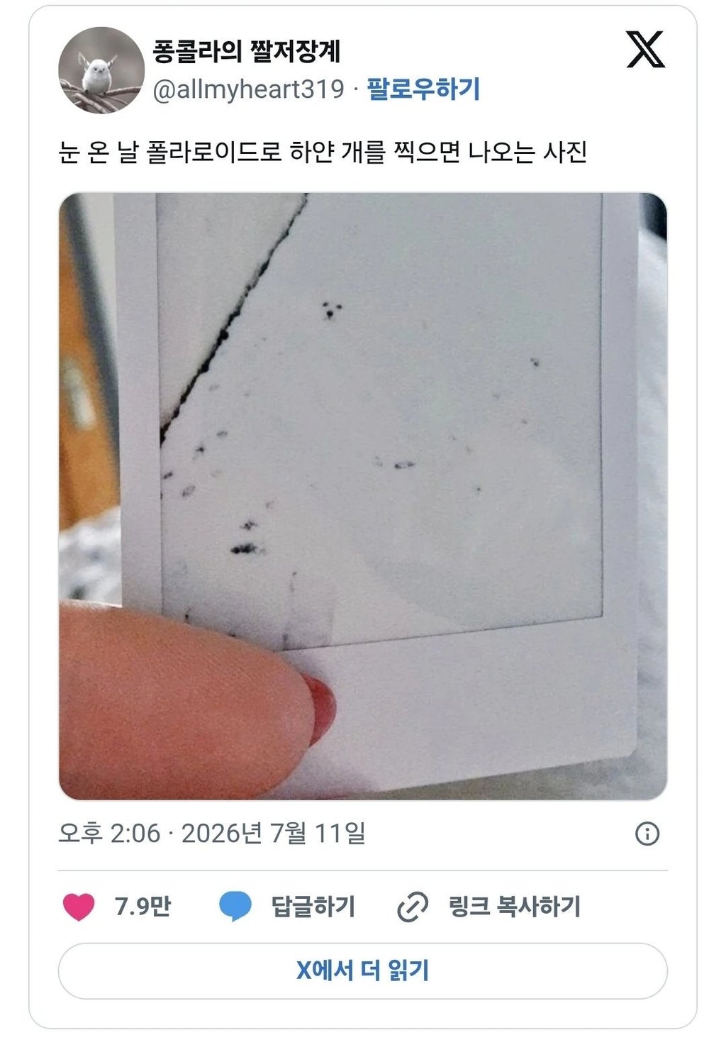 눈 온 날 폴라로이드로 찍은 하얀 개