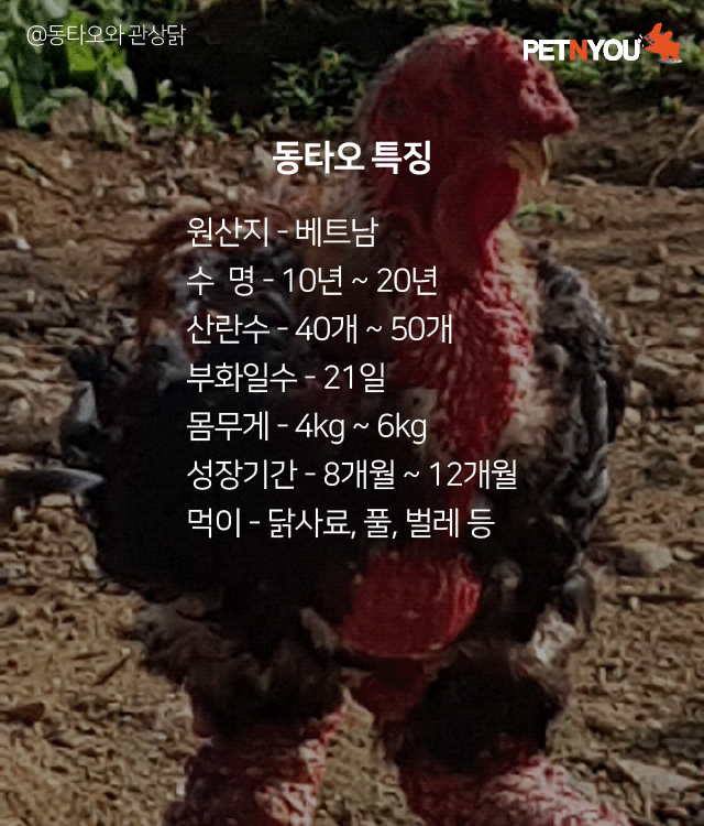 베트남 부자들의 별미 6