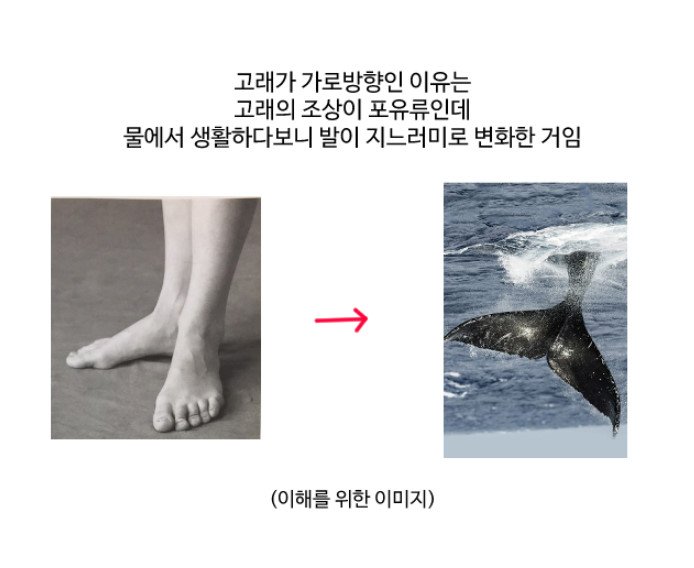 고래가 가로방향인 이유 1