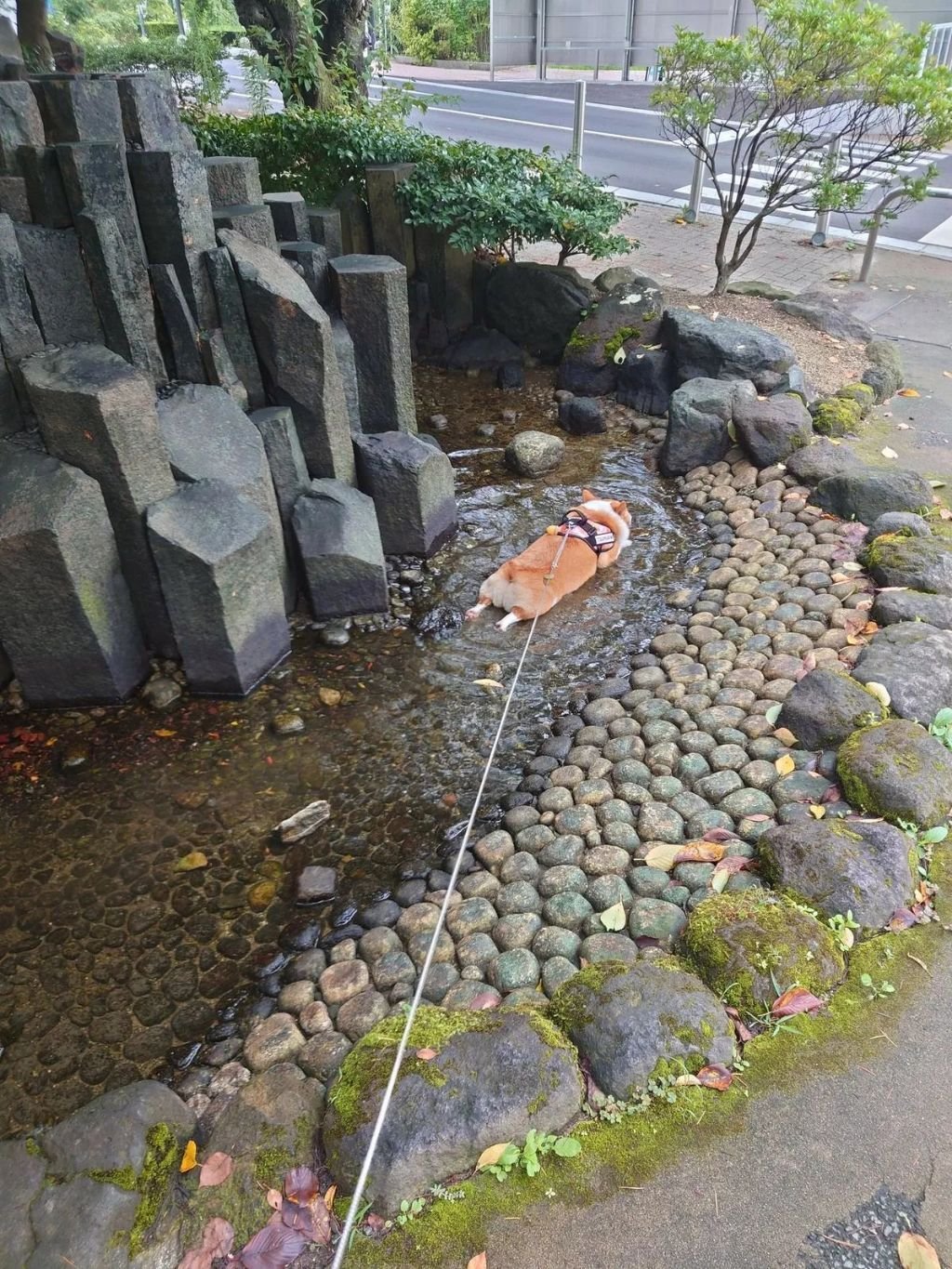 산책하다 물발견한 왤시코기