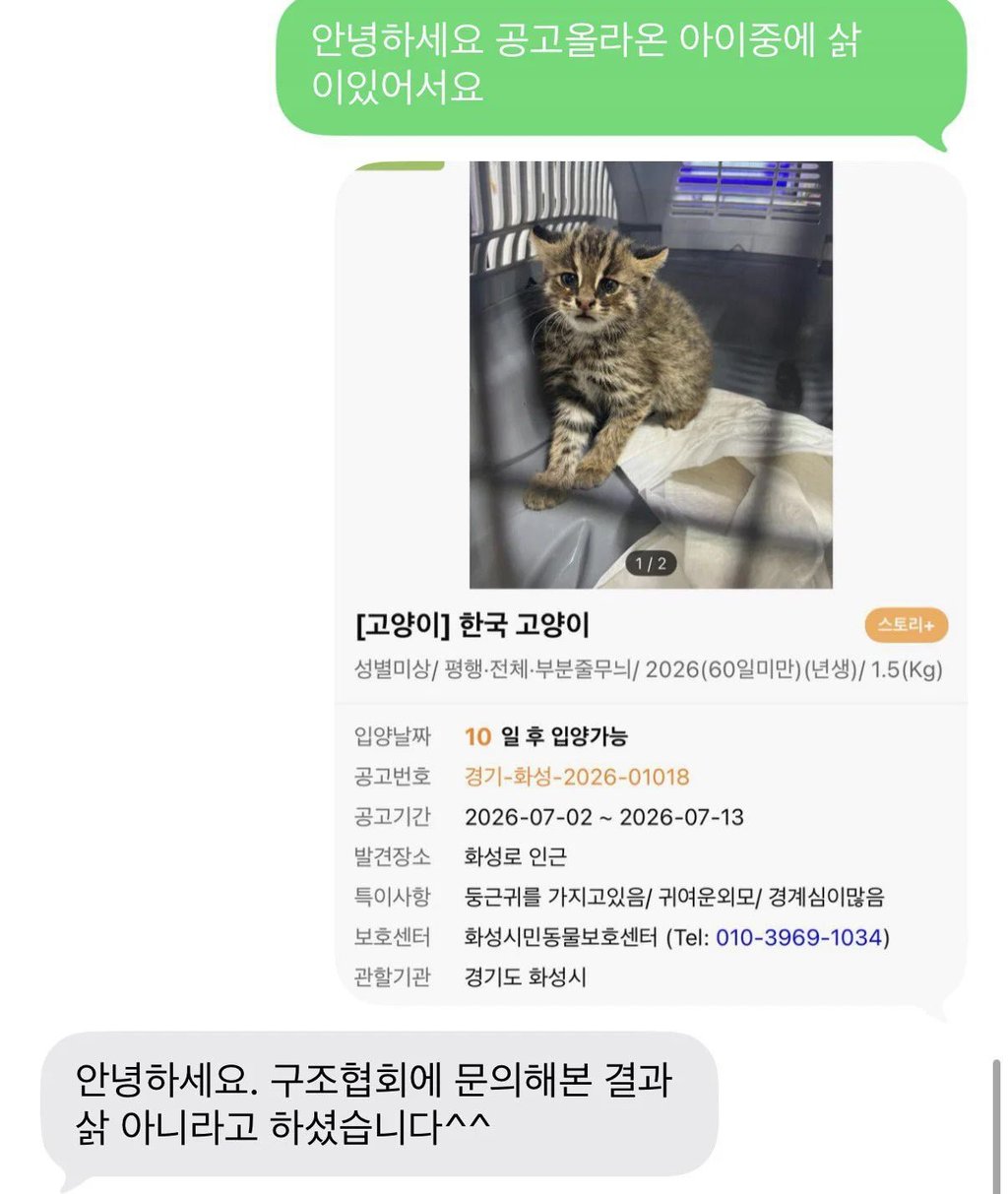 동물 보호센터에온 아무리 봐도 고양이가아님 1