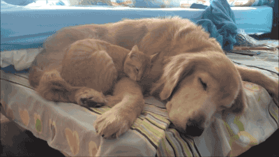힐링 고양이 강아지짤 2