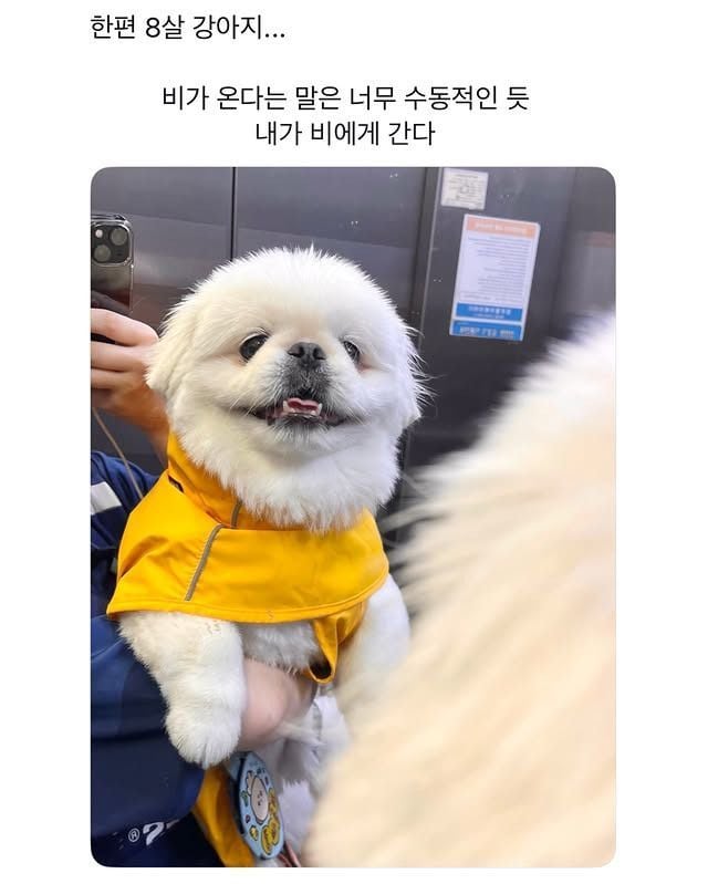 비옷이 무서운 강아지 2
