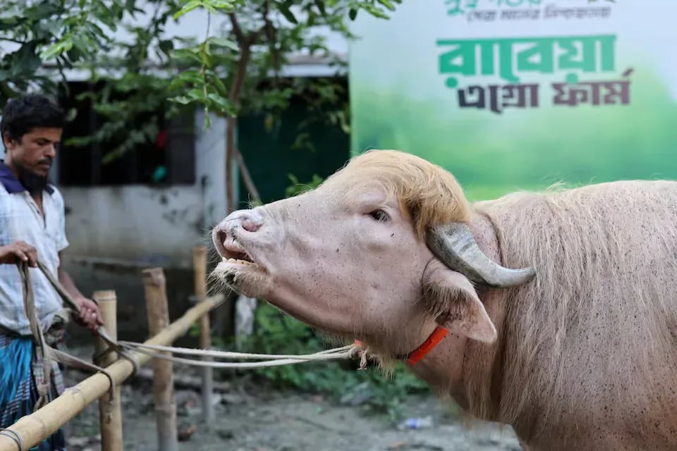 다음주, '도널드 트럼프'가 도살된다 3