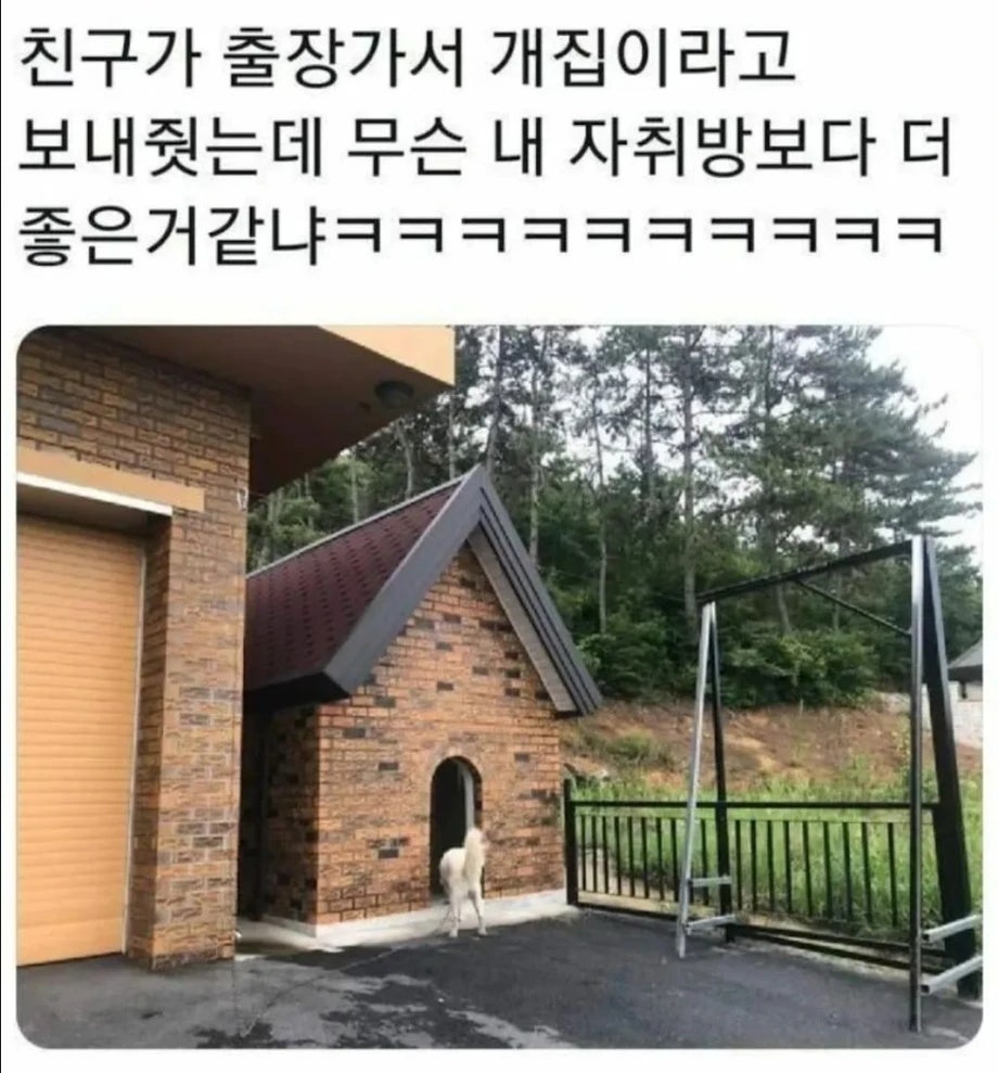 개집 수준