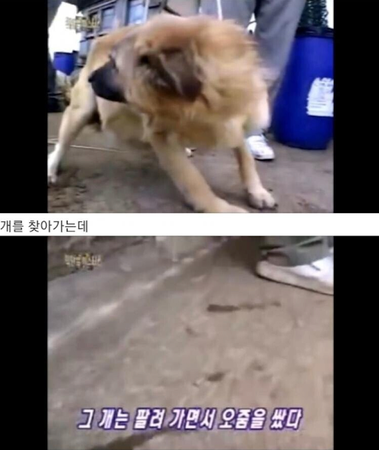 개는 개장수를 알아본다 5