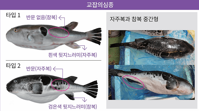 돌연변이 복어들 등장