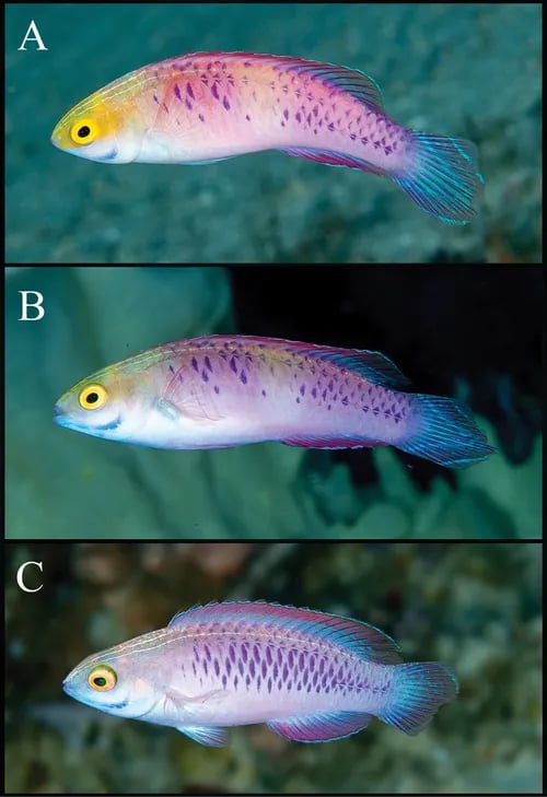 비브라늄실용치 Vibranium fairy wrasse