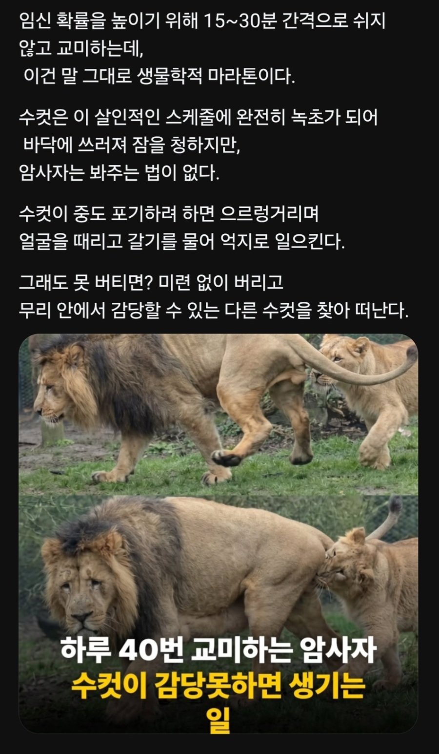 개빡센 성관계루틴