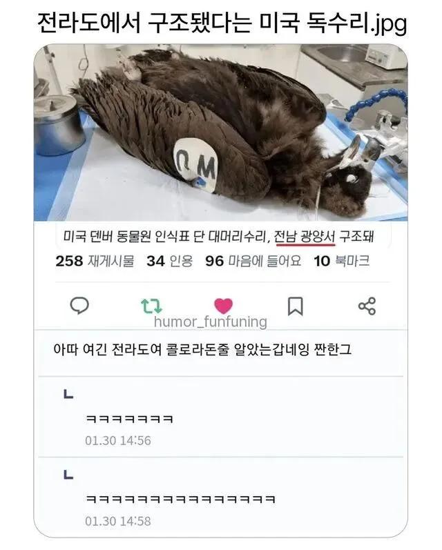 집을 잘못찾은 독수리
