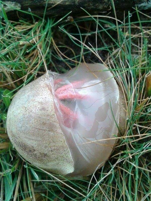 외계 생명체처럼 생긴 버섯 1