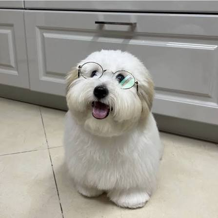 요즘 강아지 존나 키우고싶네 ㅜ