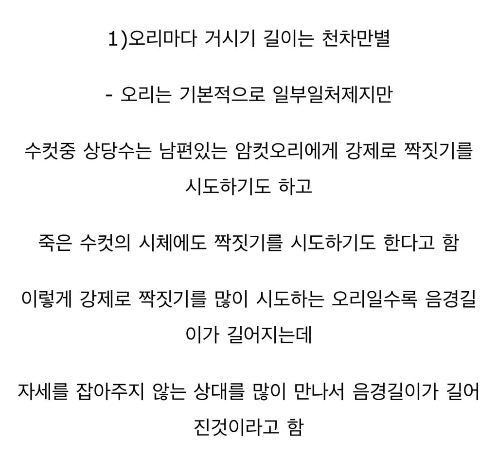 부러운?? 오리 거시기 2