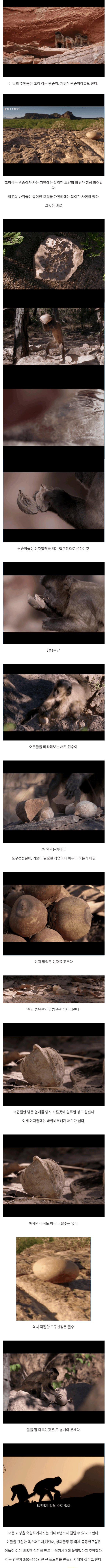 재미로 보는 석기시대로 진입하는 원숭이들
