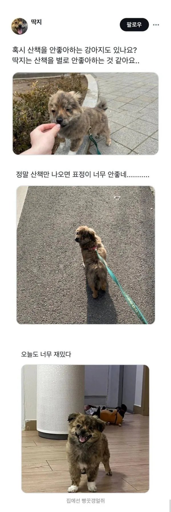혹시 산책을 안 좋아하는 강아지도 있나요?
