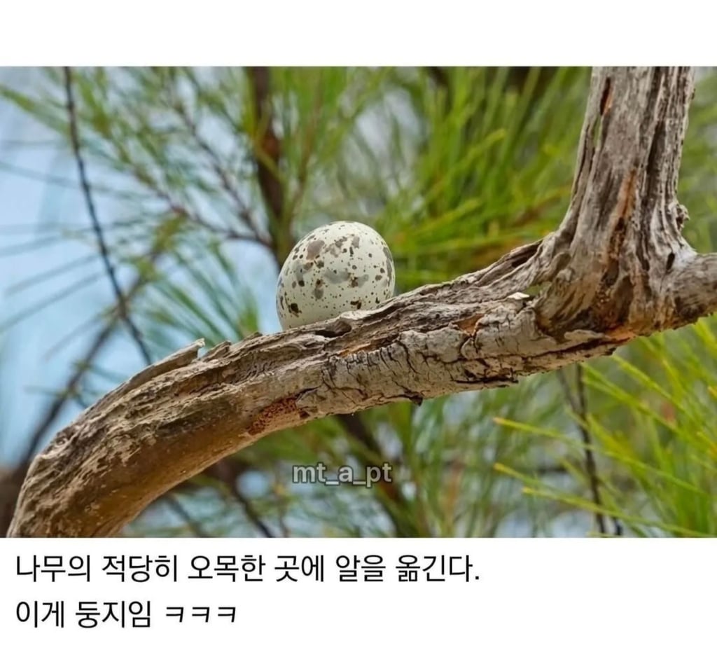 태어난김에 대충 사는 새 ㅋㅋㅋ 2