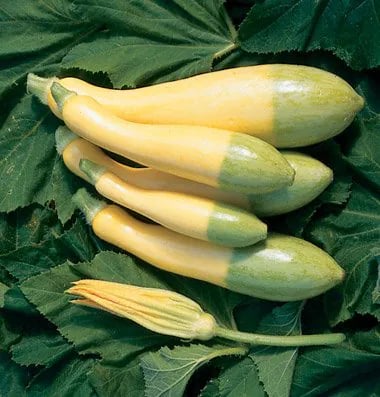 반반치킨 말고 반반애호박 1