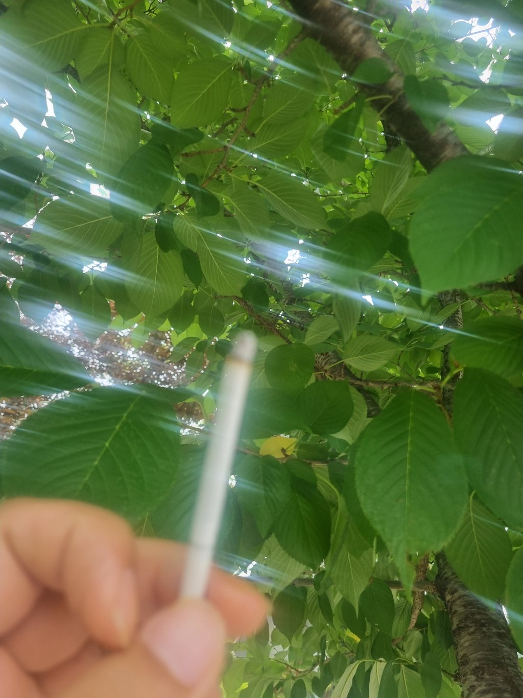 이번에 담배는