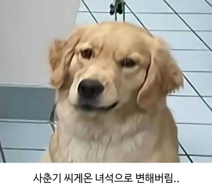 미용실 다녀온 후 예민해진 찹츄 3