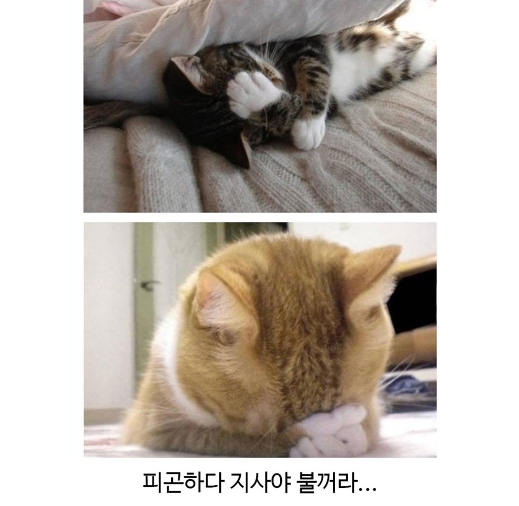 집사들이 환장하는 고양이의 매력중하나 2