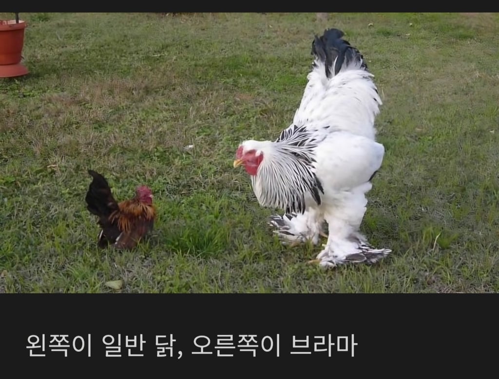 인도 브라마 지방의 브라마 닭
