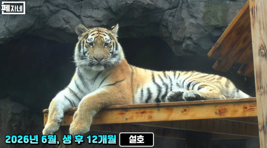 우리나라 호랑이 근황 2