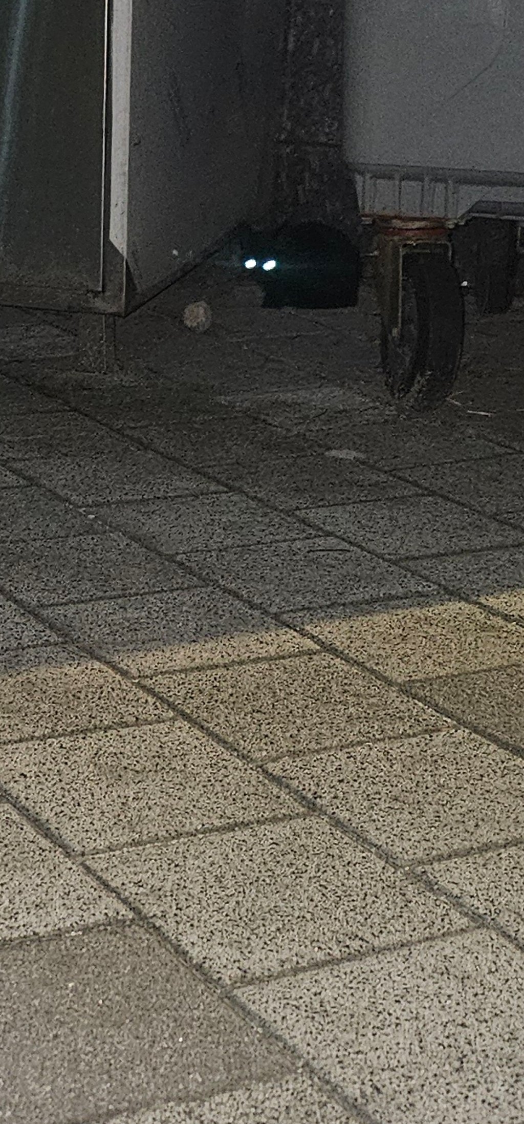 고냥이 새끼있노