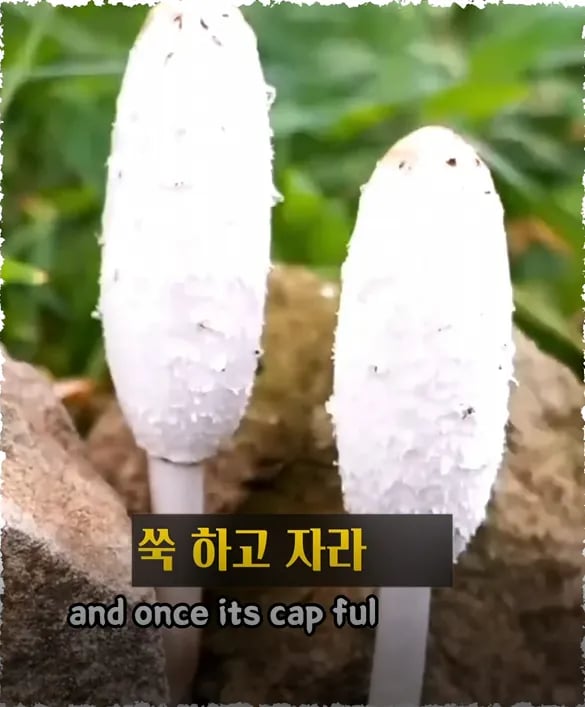 진짜 먹어도 되나요 ?? 1