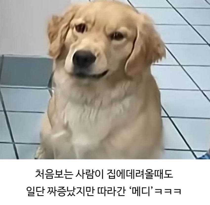 미용실 다녀온 후 예민해진 찹츄 8