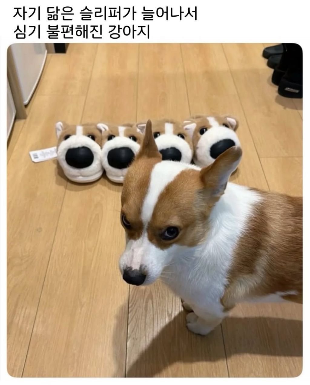 심기 상당히 불편한 강아지