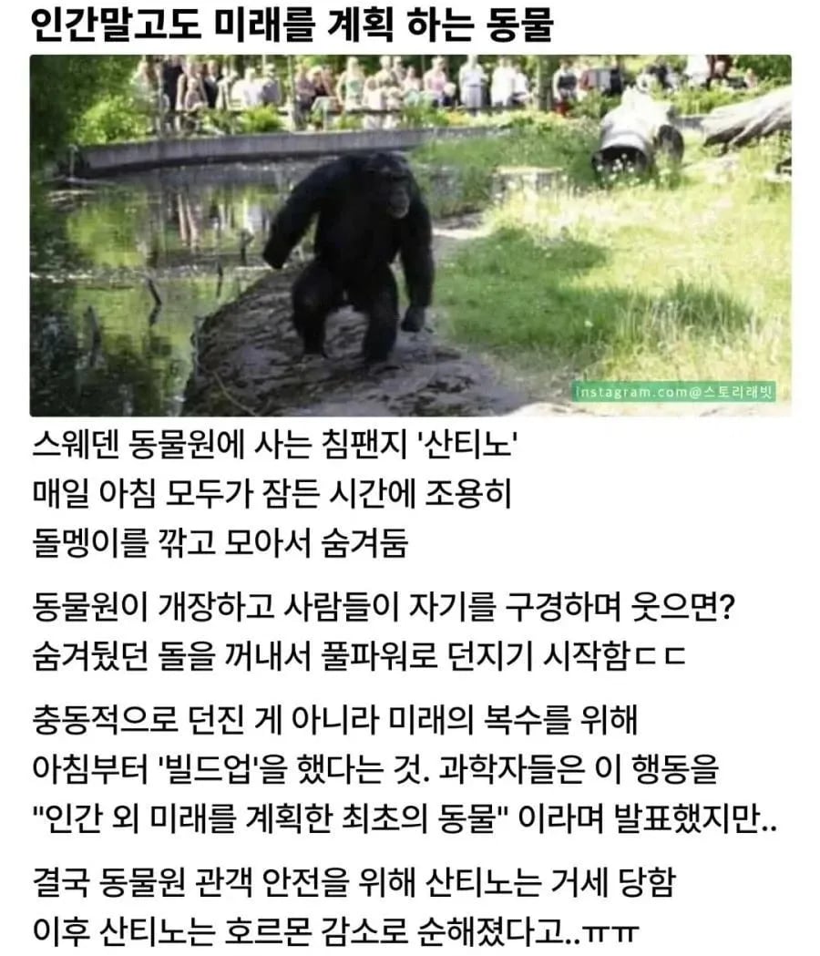 인간 말고도 미래를 계획하는 동물
