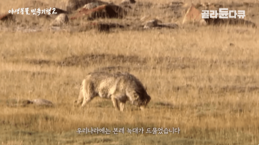 한국엔 왜 늑대 설화가 없을까 2