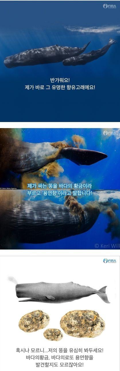 바다의 보물 용연향 1