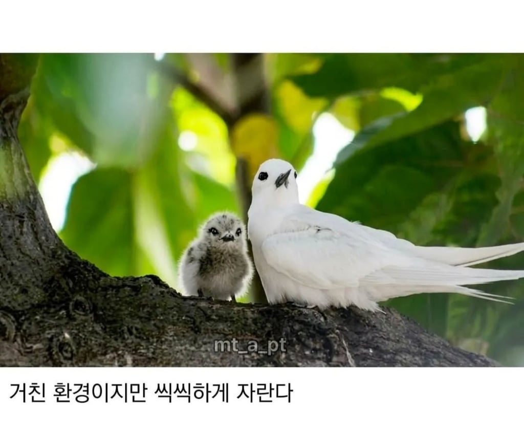 태어난김에 대충 사는 새 ㅋㅋㅋ 5