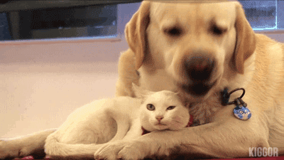 힐링 고양이 강아지짤 3