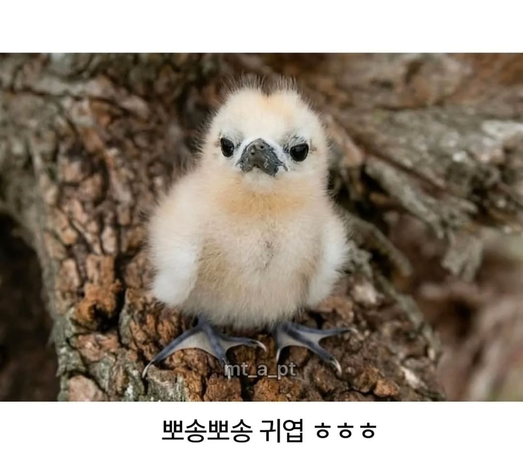 태어난김에 대충 사는 새 ㅋㅋㅋ 6