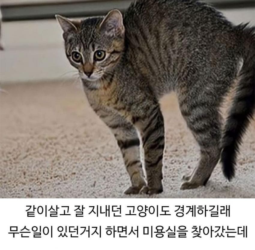 미용실 다녀온 후 예민해진 찹츄 5