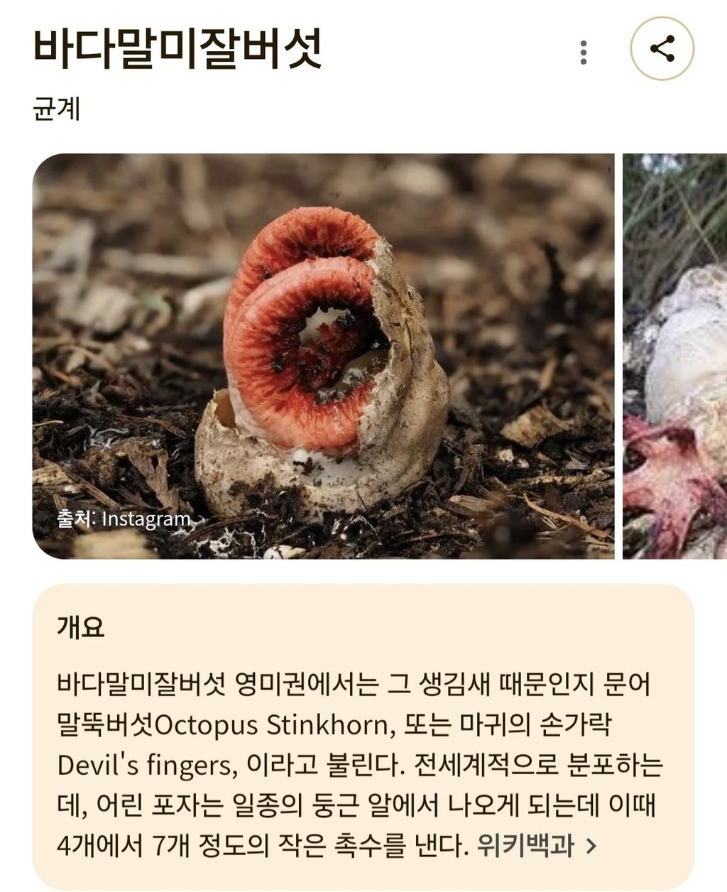 외계 생명체처럼 생긴 버섯 8