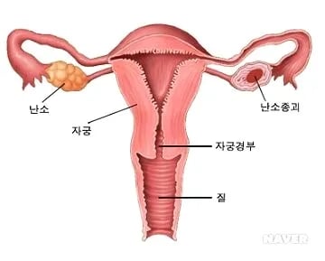 무정자증의 정액으로 임신 성공시킨 AI ㄷㄷ 2