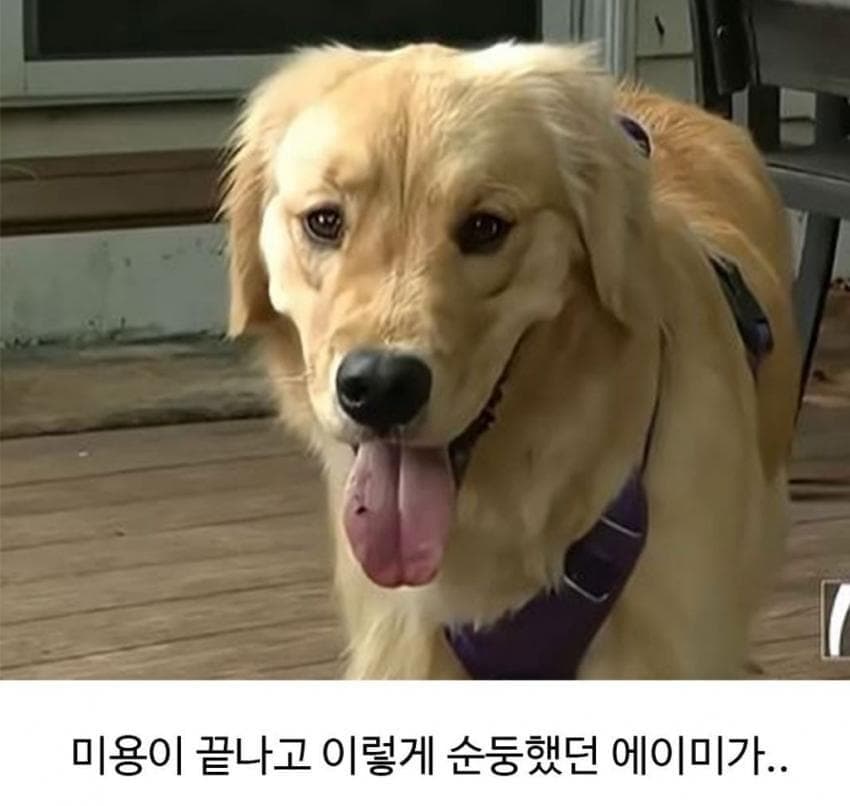 미용실 다녀온 후 예민해진 찹츄 2