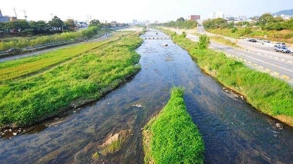 간밤에 비가온 청주 무심천 2